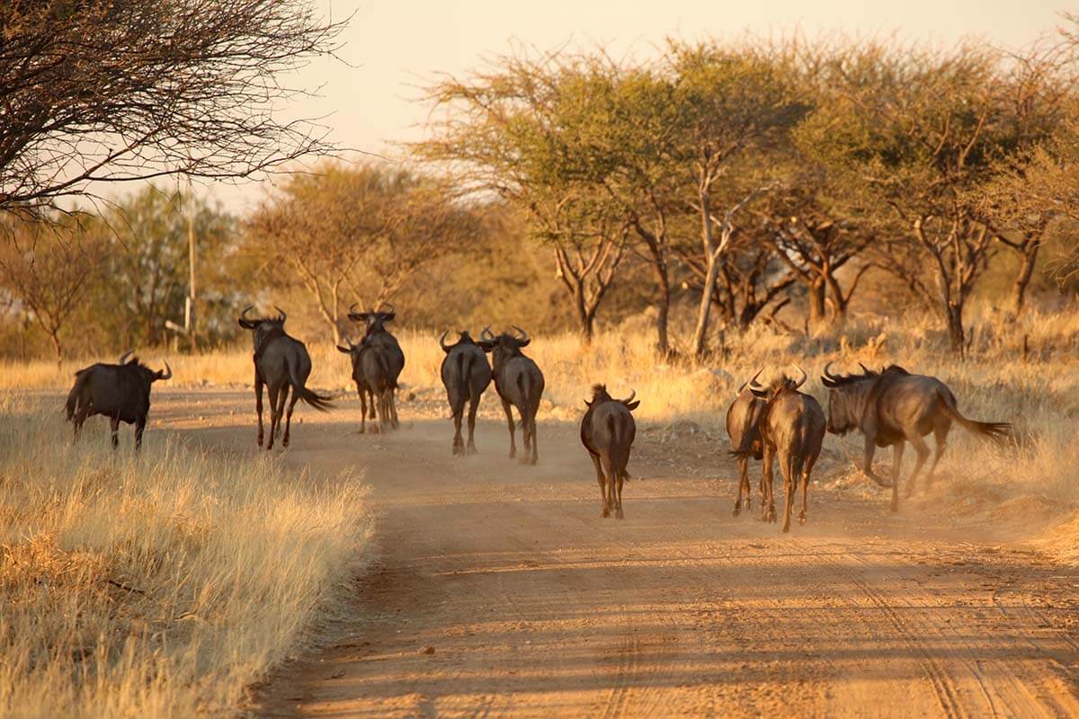 Wildebeest crossing a road in Namibia