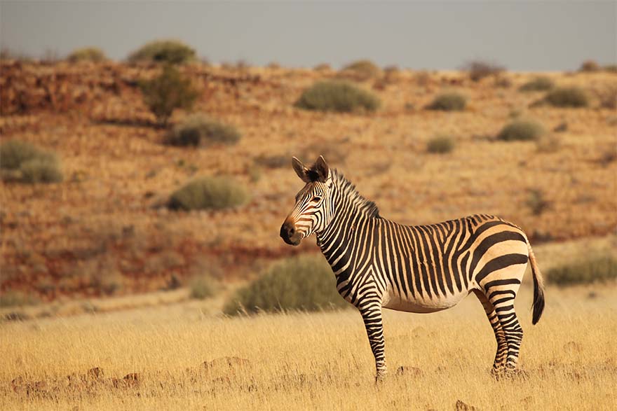 Zebra in the African savanna