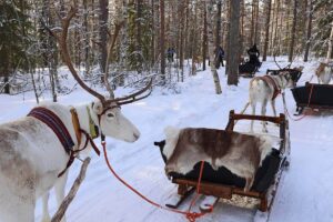 Reindeer sleds in a snowy forest in Finnish Lapland, one of the best winter destinations in Europe